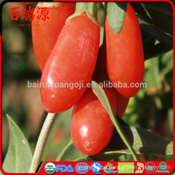 Bulk dice wholesale goji berry ningxia goji Berry makes goji berry extract Top quality